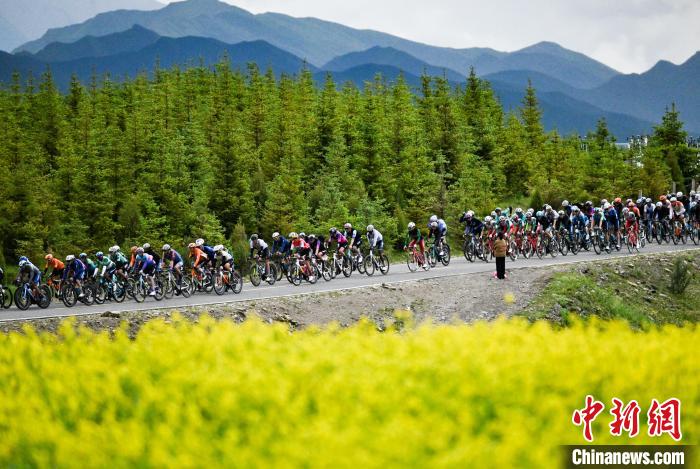 环青赛第三日：冒雨穿越金色花海，门源段车手